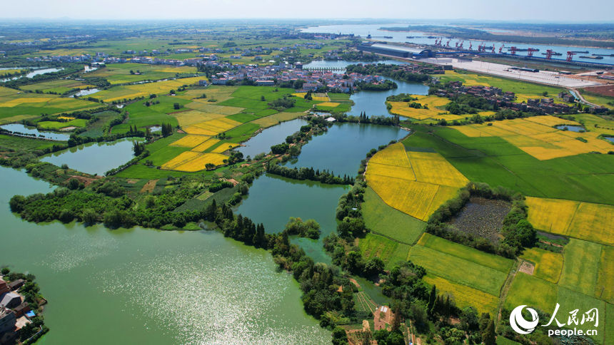 南昌縣灘上村，田野泛黃，與民房、河塘、道路等相映成景。人民網記者 毛思遠攝