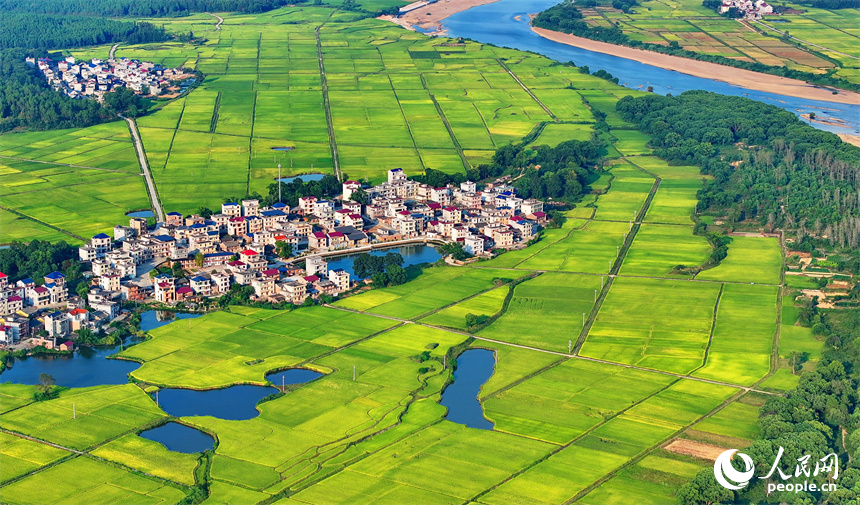 吉安市吉水縣丁江鎮丁江村，連片金黃的稻田與河流、村落、山巒相映成景。人民網 朱海鵬攝