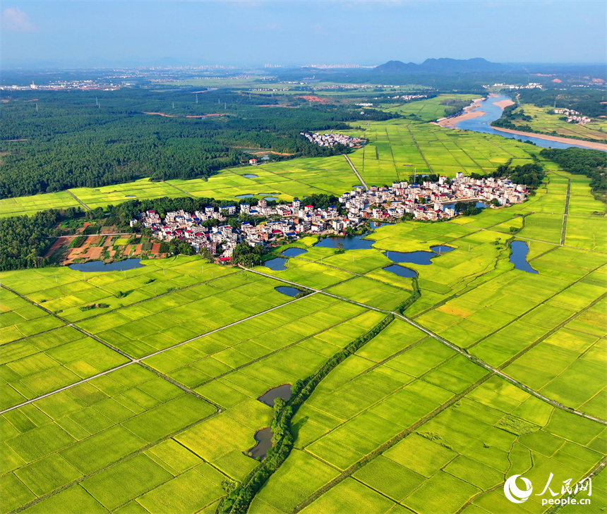 吉安市吉水縣丁江鎮丁江村，連片金黃的稻田與河流、村落、山巒相映成景。人民網 朱海鵬攝