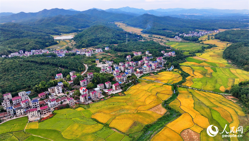 樂平市后港鎮義方村，金黃色的稻田與錯落有致的村莊、連綿起伏的青山交相輝映。朱海鵬攝