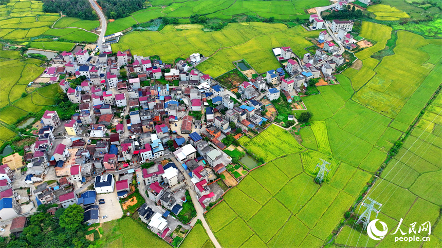 樂平市后港鎮義方村，金黃色的稻田與錯落有致的村莊、連綿起伏的青山交相輝映。朱海鵬攝
