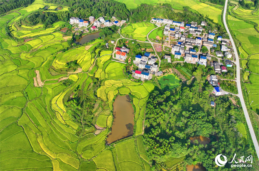 吉水縣白水鎮洪橋村，群山連綿、阡陌縱橫，泛黃的稻田與通村公路、民居、綠植相映成趣。人民網 朱海鵬攝