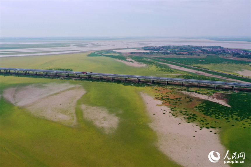 鄱陽湖的核心湖區溝壑縱橫、裸露的灘涂長滿綠草。人民網記者 時雨攝