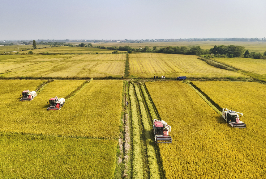 近日，南昌縣塘南鎮北聯村稻田里機器轟鳴，收割機在稻浪中來回穿梭收割晚稻。史港澤攝