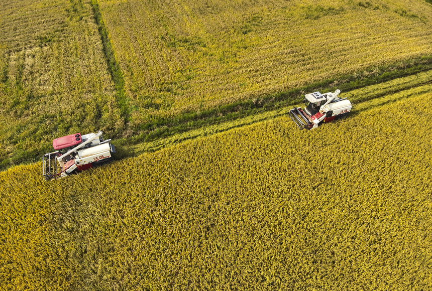 近日，南昌縣塘南鎮北聯村稻田里機器轟鳴，收割機在稻浪中來回穿梭收割晚稻。史港澤攝