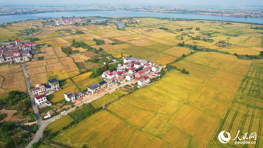 南昌縣幽蘭鎮少城村，當地晚稻陸續成熟進入收獲期，放眼望去，一片金黃。人民網記者 毛思遠攝