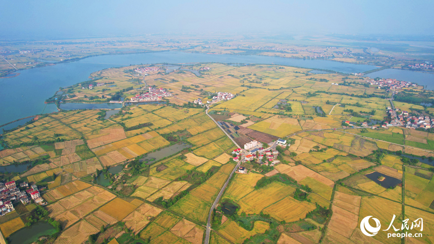 南昌縣幽蘭鎮少城村，當地晚稻陸續成熟進入收獲期，放眼望去，一片金黃。人民網記者 毛思遠攝
