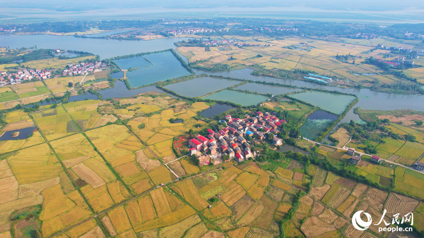 南昌縣幽蘭鎮少城村，當地晚稻陸續成熟進入收獲期，放眼望去，一片金黃。人民網記者 毛思遠攝