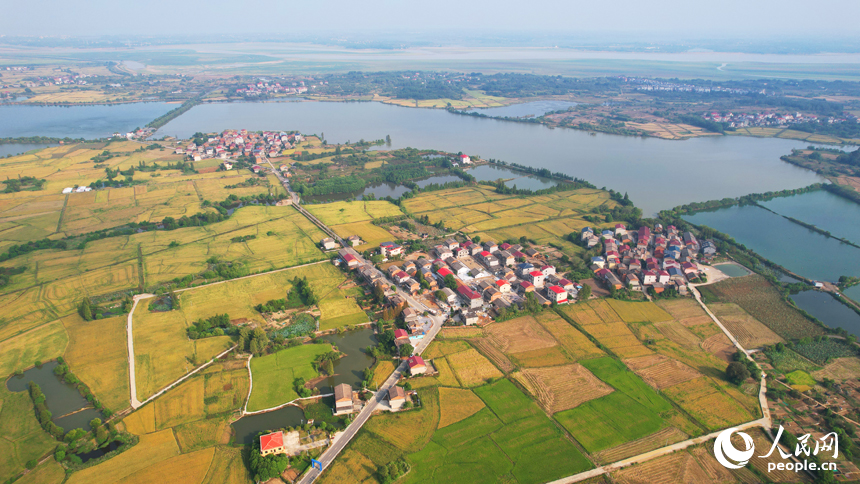 南昌縣幽蘭鎮少城村，當地晚稻陸續成熟進入收獲期，放眼望去，一片金黃。人民網記者 毛思遠攝