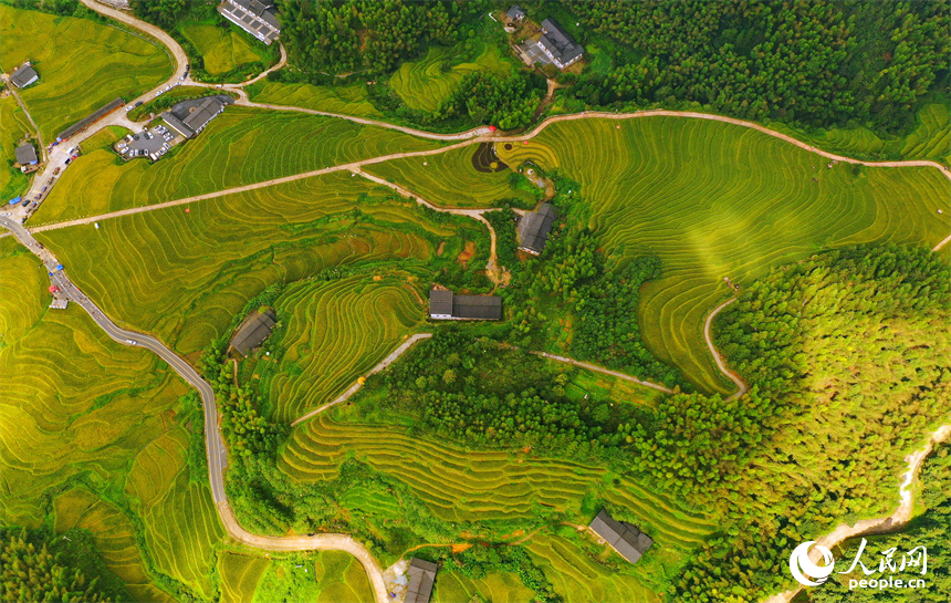 崇義縣上堡鄉上堡梯田，梯田依山蜿蜒、層層疊疊，秋風中掀起層層金色稻浪。人民網 朱海鵬攝
