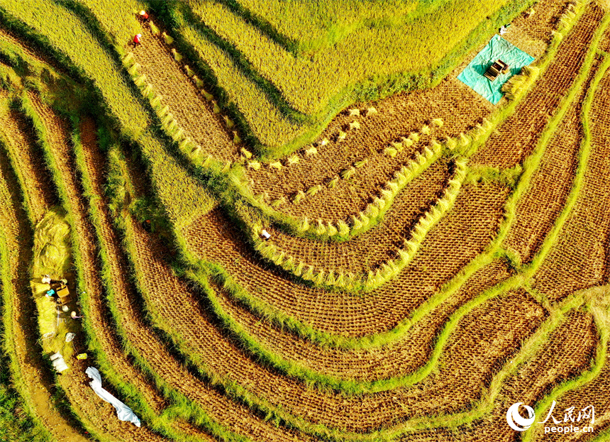 崇義縣上堡鄉上堡梯田，梯田依山蜿蜒、層層疊疊，秋風中掀起層層金色稻浪。人民網 朱海鵬攝