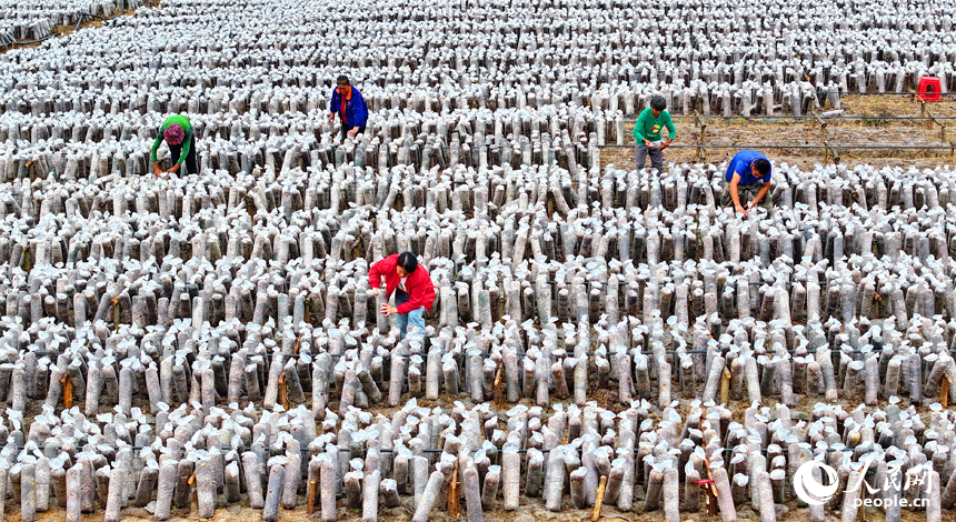 撫州市東鄉區黎圩鎮潭江村木耳種植基地，村民在打理木耳菌棒。人民網 朱海鵬攝