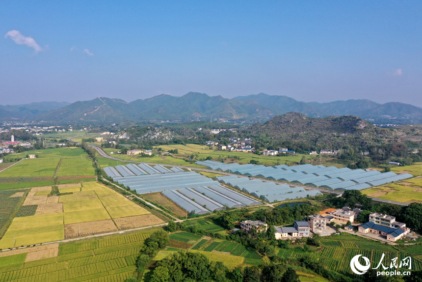 瑞金市云石山鄉豐垅村沃野與民居相映，航拍鏡頭下“豐”景如畫。人民網記者 時雨攝