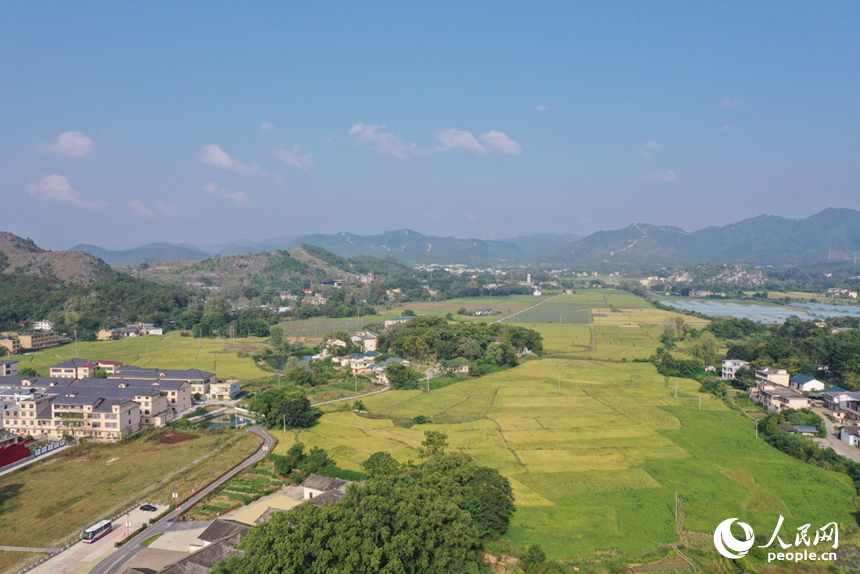 瑞金市云石山鄉豐垅村沃野與民居相映，航拍鏡頭下“豐”景如畫。人民網記者 時雨攝