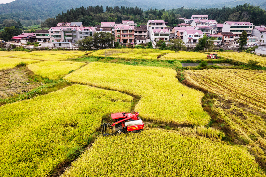 收割機在田間來回穿梭忙碌作業。吳志貴攝