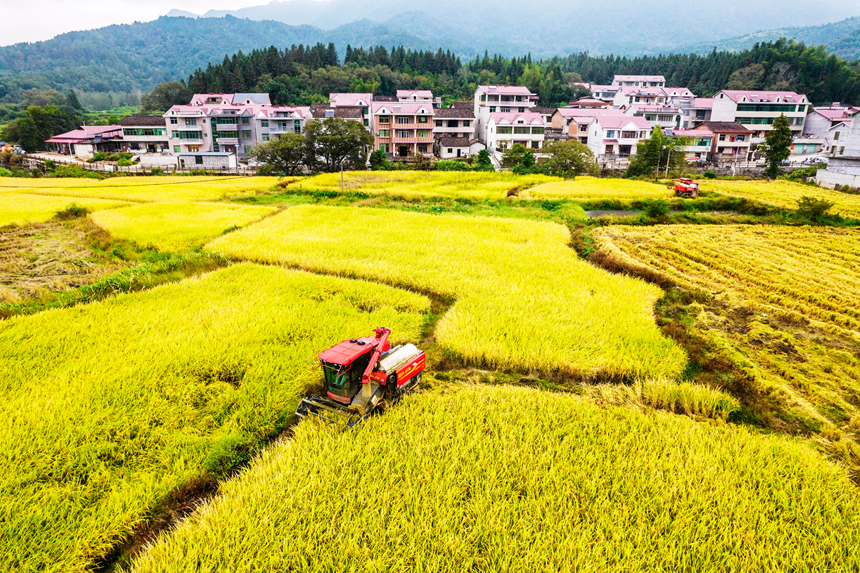收割機在田間來回穿梭忙碌作業。吳志貴攝