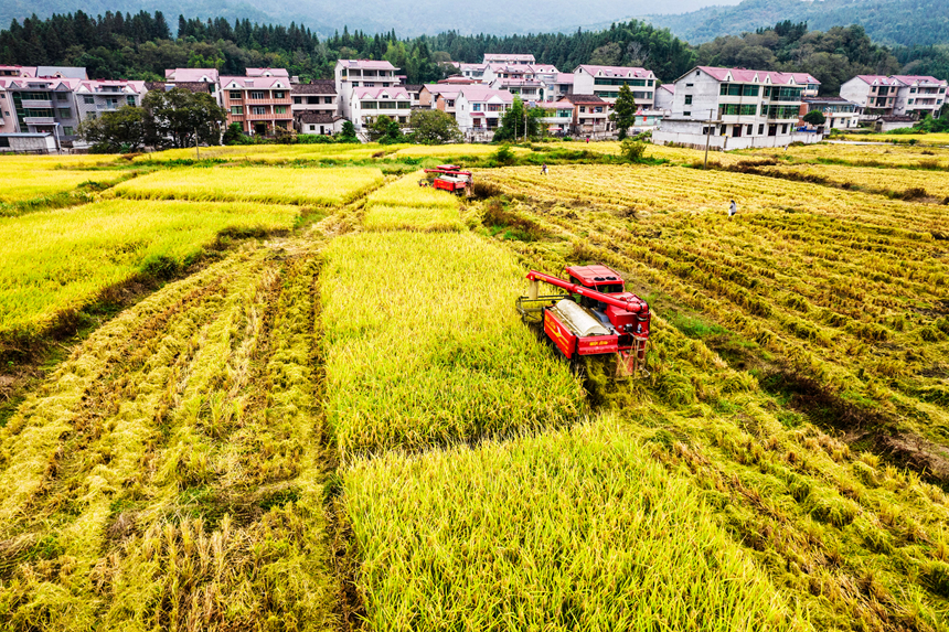 收割機在田間來回穿梭忙碌作業。吳志貴攝