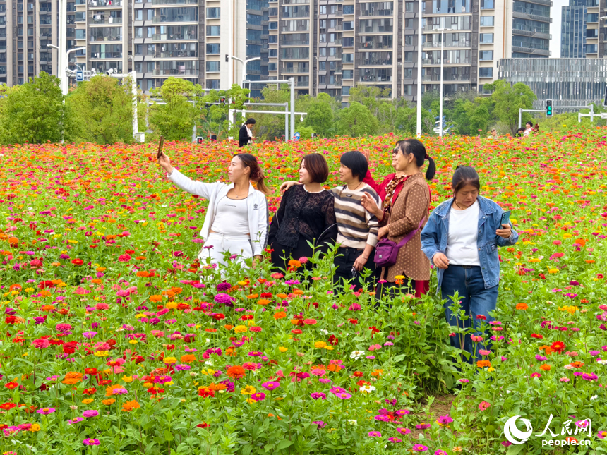 初冬時節，南昌馬蘭圩濕地公園菊花盛開，游客們在公園內賞花游玩。人民網記者 時雨攝