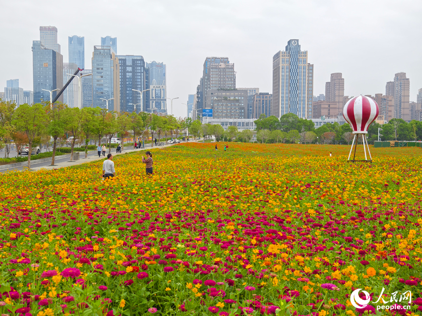 初冬時節，南昌馬蘭圩濕地公園菊花盛開，游客們在公園內賞花游玩。人民網記者 時雨攝