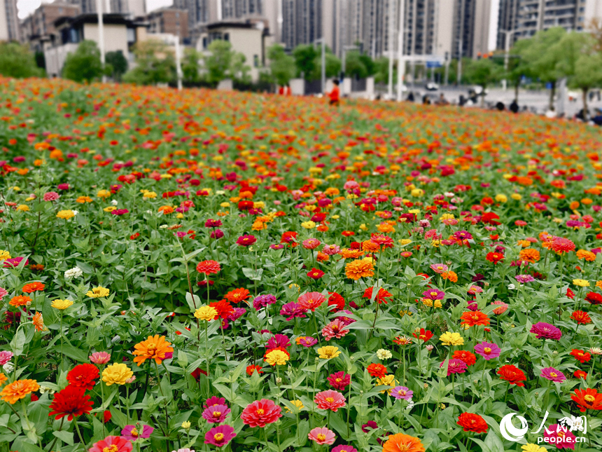 初冬時節，南昌馬蘭圩濕地公園菊花盛開，游客們在公園內賞花游玩。人民網記者 時雨攝