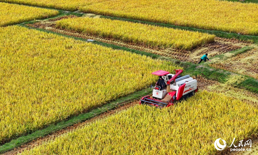 瑞金市沙洲壩鎮沙洲壩村，連片的晚稻迎來豐收。人民網 朱海鵬攝