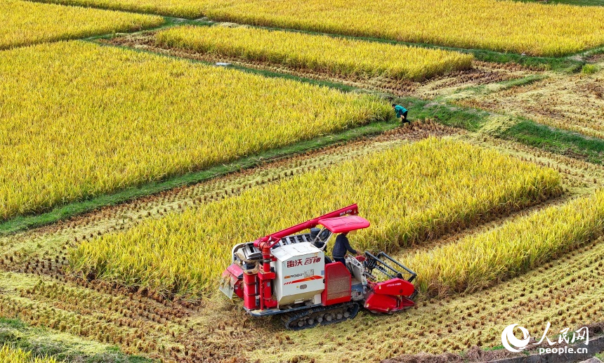 瑞金市沙洲壩鎮沙洲壩村，連片的晚稻迎來豐收。人民網 朱海鵬攝