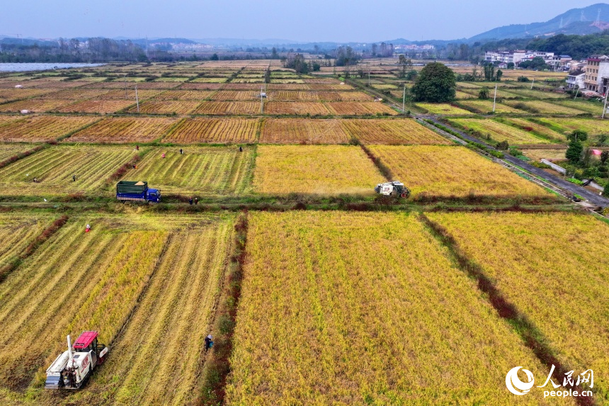 宜春市上高縣翰堂鎮磻村村，收割機在高標準農田里來回作業，晚稻收獲有序推進。人民網 朱海鵬攝