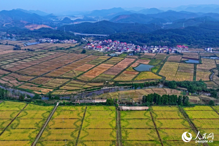 宜春市上高縣翰堂鎮磻村村，收割機在高標準農田里來回作業，晚稻收獲有序推進。人民網 朱海鵬攝