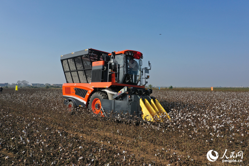 柴桑區江洲鎮的棉田里，采棉機正在田間穿梭采收棉花。人民網記者 時雨攝