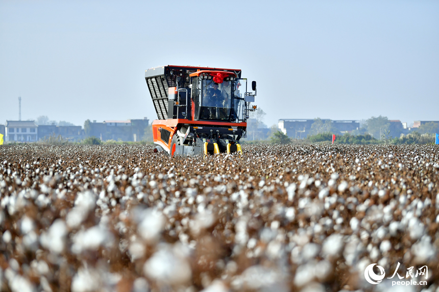柴桑區江洲鎮的棉田里，采棉機正在田間穿梭采收棉花。人民網記者 時雨攝
