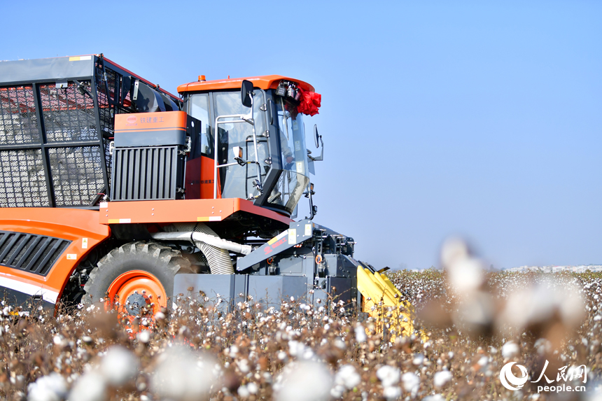 柴桑區江洲鎮的棉田里，采棉機正在田間穿梭采收棉花。人民網記者 時雨攝