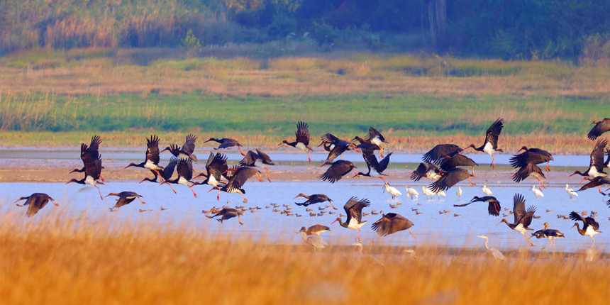 “鳥中大熊貓”黑鸛飛臨永修縣鄱陽湖區域的“中國候鳥小鎮”。王小龍攝