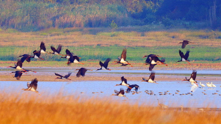 “鳥中大熊貓”黑鸛飛臨永修縣鄱陽湖區域的“中國候鳥小鎮”。王小龍攝