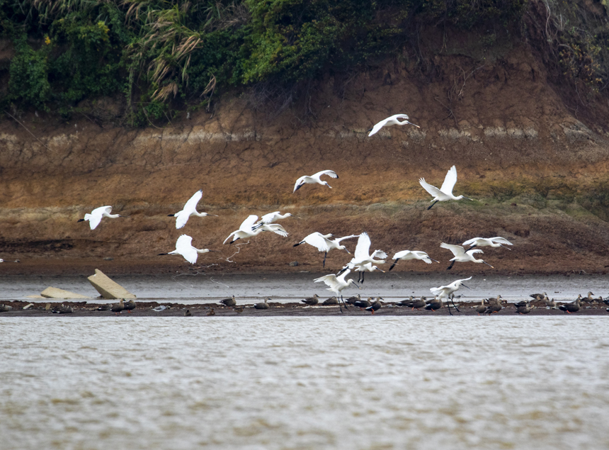 成群的越冬候鳥白琵鷺在鄱陽湖湖口縣濕地展翅飛翔、棲息覓食。李學華攝