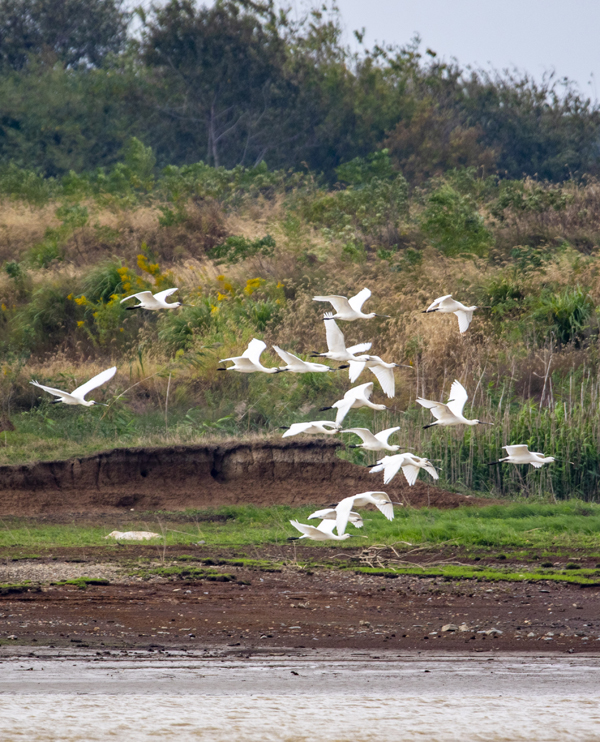 成群的越冬候鳥白琵鷺在鄱陽湖湖口縣濕地展翅飛翔、棲息覓食。李學華攝