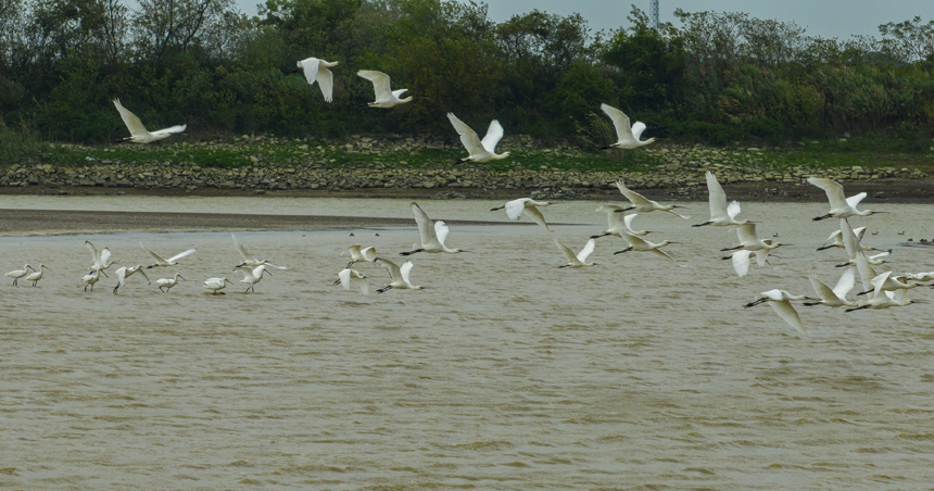 成群的越冬候鳥白琵鷺在鄱陽湖湖口縣濕地展翅飛翔、棲息覓食。李學華攝