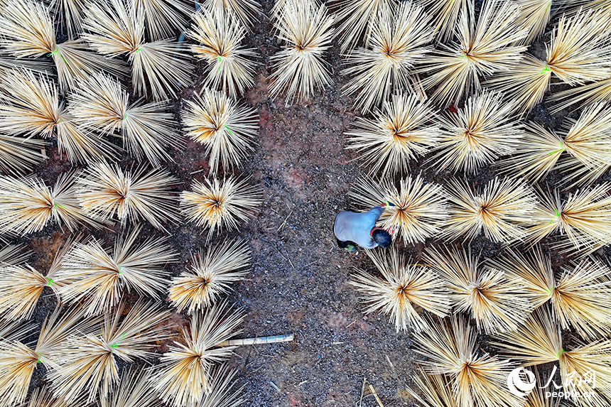 撫州市廣昌縣旴江鎮清水村的一家毛竹加工基地，竹農在收獲晾曬好的毛竹條。人民網 朱海鵬攝