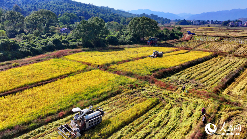 吉安市永新縣煙閣鄉煙閣村，農田里晚稻一片金黃，與錯落有致的民房、遠處的青山綠樹相映相稱，構成一幅豐收時節的和美鄉村畫卷。人民網 朱海鵬攝