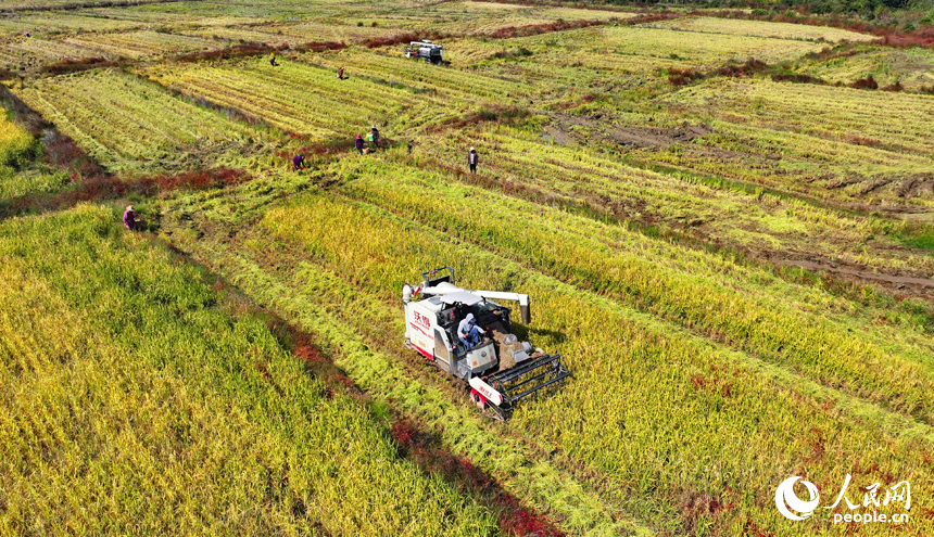 吉安市永新縣煙閣鄉煙閣村，農田里晚稻一片金黃，與錯落有致的民房、遠處的青山綠樹相映相稱，構成一幅豐收時節的和美鄉村畫卷。人民網 朱海鵬攝
