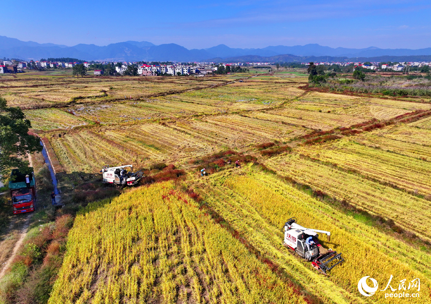 吉安市永新縣煙閣鄉煙閣村，農田里晚稻一片金黃，與錯落有致的民房、遠處的青山綠樹相映相稱，構成一幅豐收時節的和美鄉村畫卷。人民網 朱海鵬攝