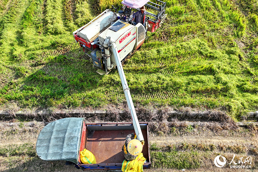 宜春市宜豐縣澄塘鎮黃坪村，村民使用收割機在高標準農田里收割晚稻。人民網 朱海鵬攝