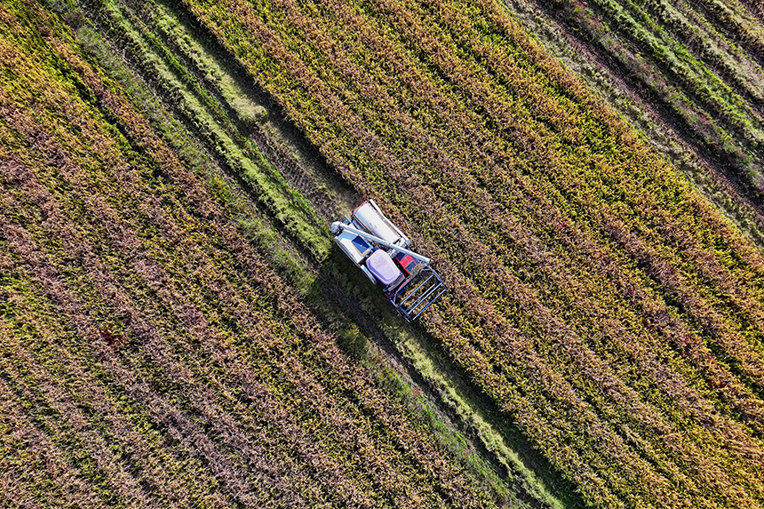 宜春市宜豐縣澄塘鎮黃坪村，連片的高標準農田縱橫交錯，與村居民房相映成景。人民網 朱海鵬攝