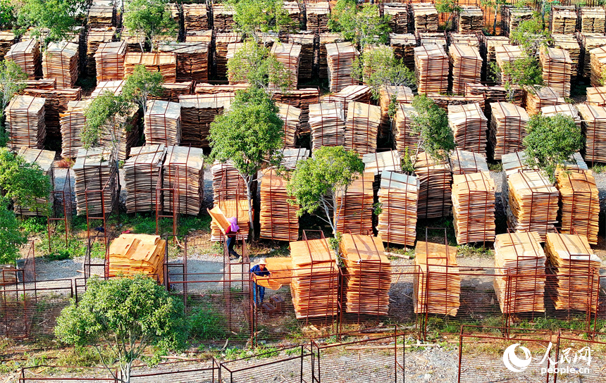 宜春市宜豐縣棠浦鎮村民利用晴好天氣的有利時機在晾曬板材半成品。人民網 朱海鵬攝