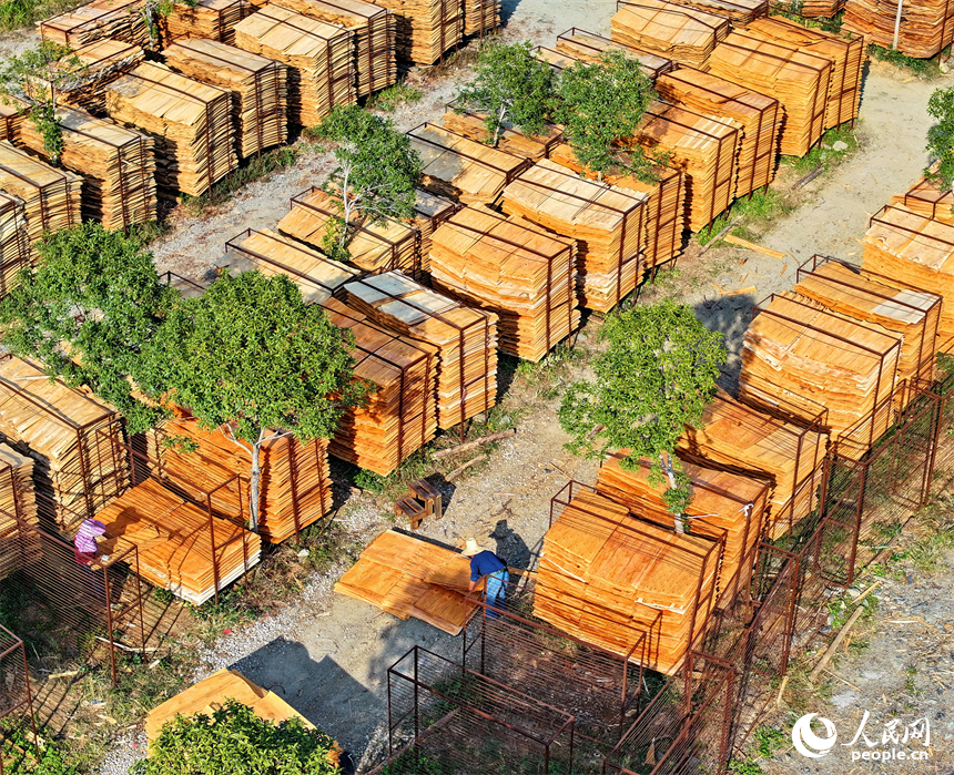 宜春市宜豐縣棠浦鎮村民利用晴好天氣的有利時機在晾曬板材半成品。人民網 朱海鵬攝