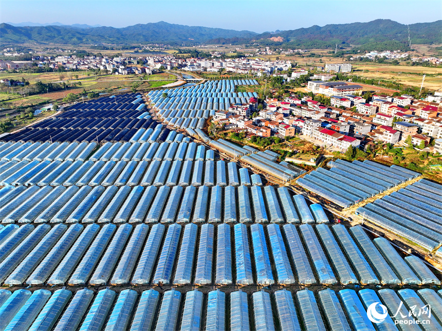 撫州市廣昌縣頭陂鎮大棚蔬菜基地，整齊排列的鋼架薄膜大棚與村莊房屋、綠樹群山相互映襯。人民網 朱海鵬攝