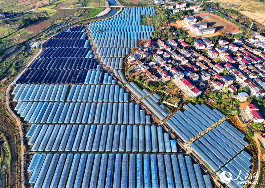 撫州市廣昌縣頭陂鎮大棚蔬菜基地，整齊排列的鋼架薄膜大棚與村莊房屋、綠樹群山相互映襯。人民網 朱海鵬攝