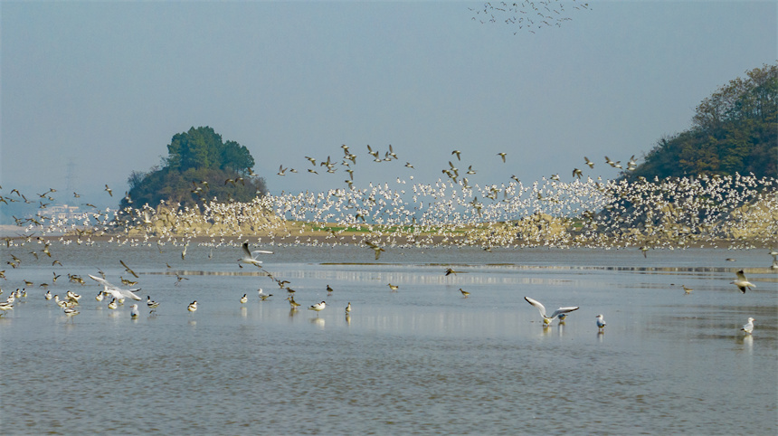 大批越冬候鳥在江西鄱陽湖湖口水域集結。李學華攝