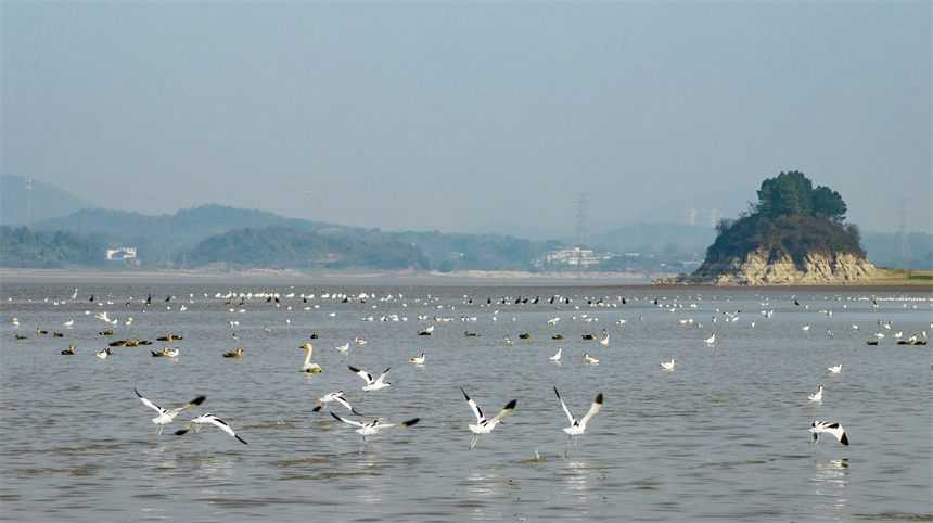 大批越冬候鳥在江西鄱陽湖湖口水域集結。李學華攝