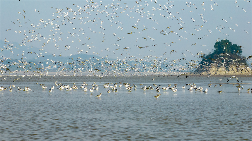 大批越冬候鳥在江西鄱陽湖湖口水域集結。李學華攝