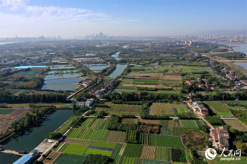 江西省南昌市東湖區揚子洲鎮的大片農田綠意盎然，一派勃勃生機的景象。人民網記者 時雨攝